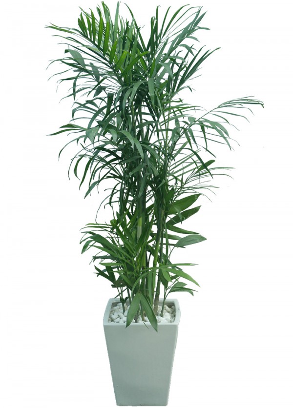 Câu Hawai Để Sàn Dĩ An
