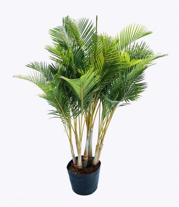 Câu Nhật Để Sàn Dĩ An