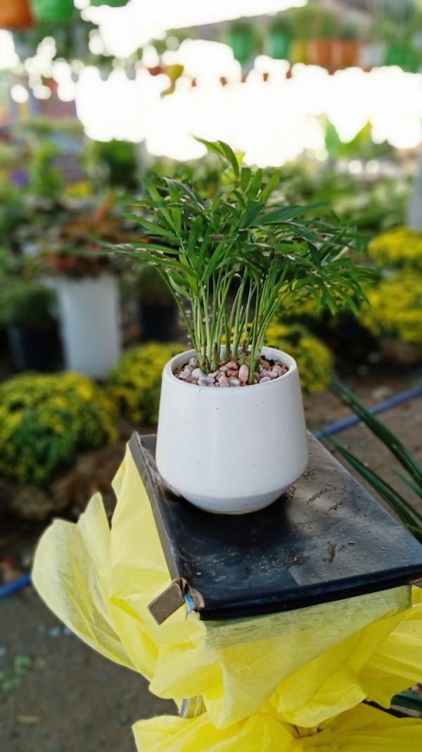 Câu Tiểu Trâm