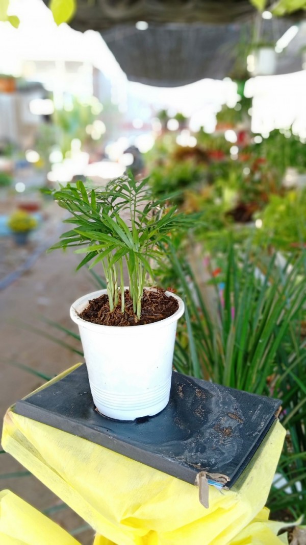 Câu Tiểu Trâm đông Nhì