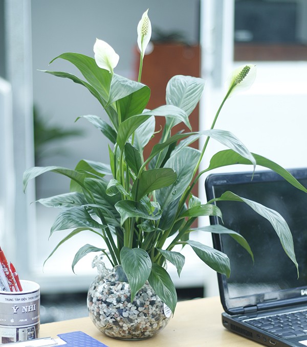 Lan Ý Thủy Sinh - Tại Dĩ An, Bình Dương Uy Tín chất lượng Giá Rẻ
