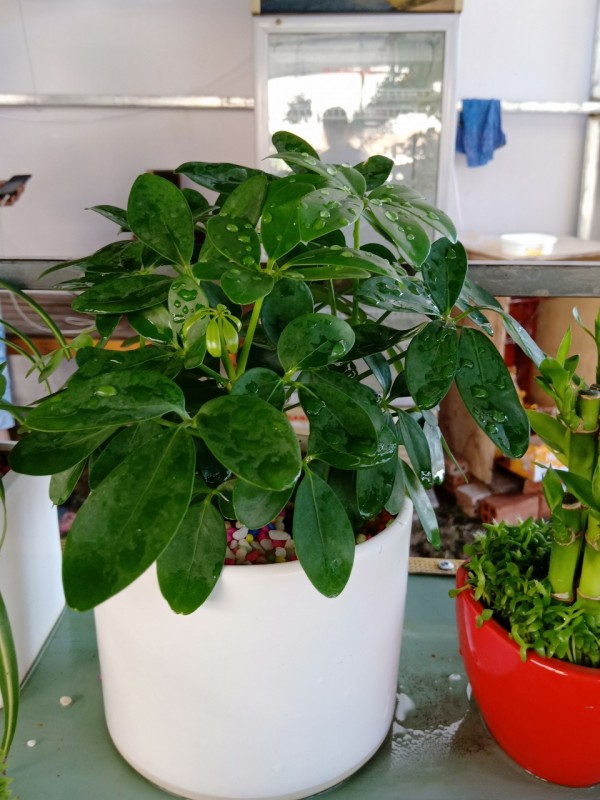 Ngũ Gia Bì Để Bàn