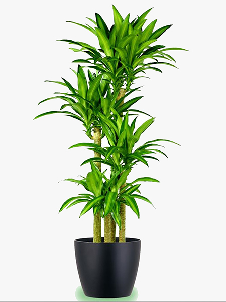 Danh Sách Cây Xanh Đẹp Và Dễ Sống Cho Không Gian Của Bạn – Vina Xanh