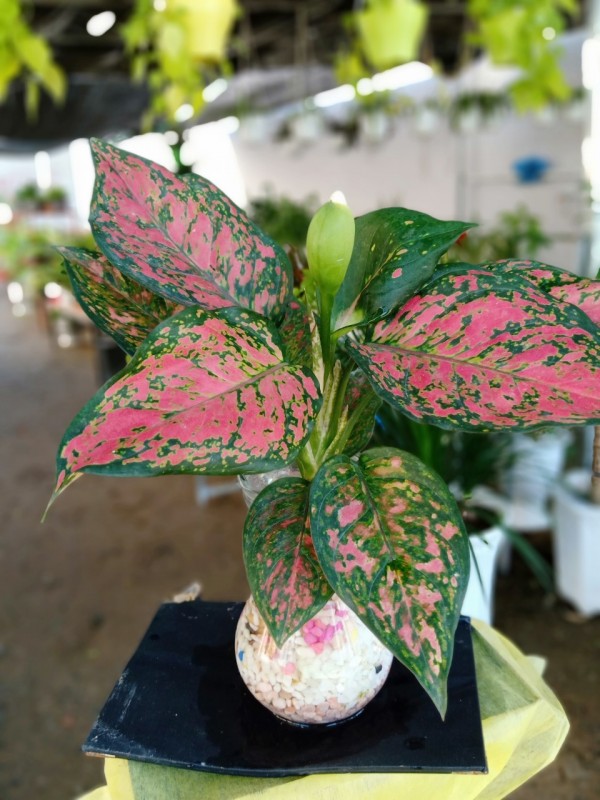 Vạn Lộc để Bàn Dĩ An