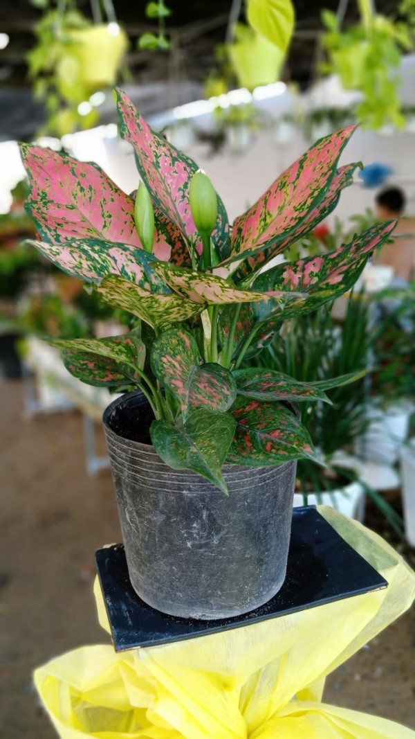 Vạn Lộc để Bàn Giá Rẻ