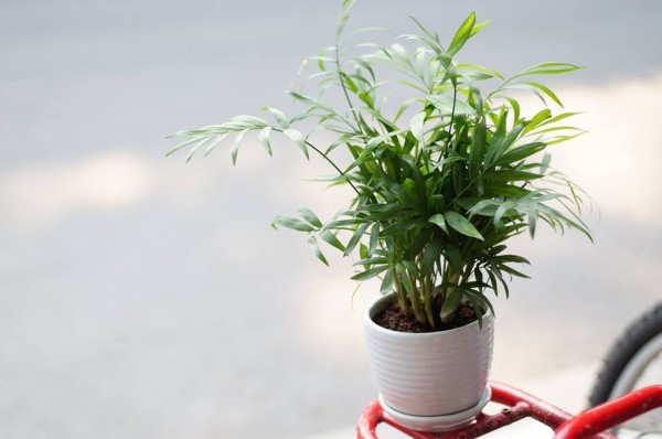 Cau Tiểu Trâm Dĩ An Bình Dương.2jpg
