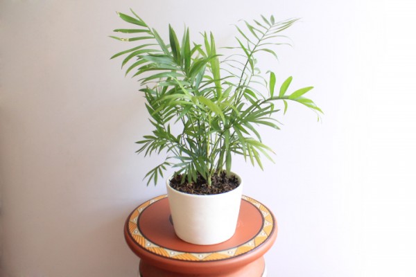 Cau Tiểu Trâm Dĩ An Bình Dương.3jpg
