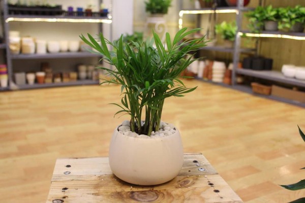 Cau Tiểu Trâm Dĩ An Bình Dương1