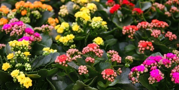Hoa sống đời có rất nhiều loại khác nhau bông hoa với nhiều màu khác nhau