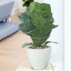 Popular Indoor House Plants New 490 Best House Plants Images On