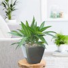 Cây Cảnh Trong Nhà Dĩ An Bình Dương 7