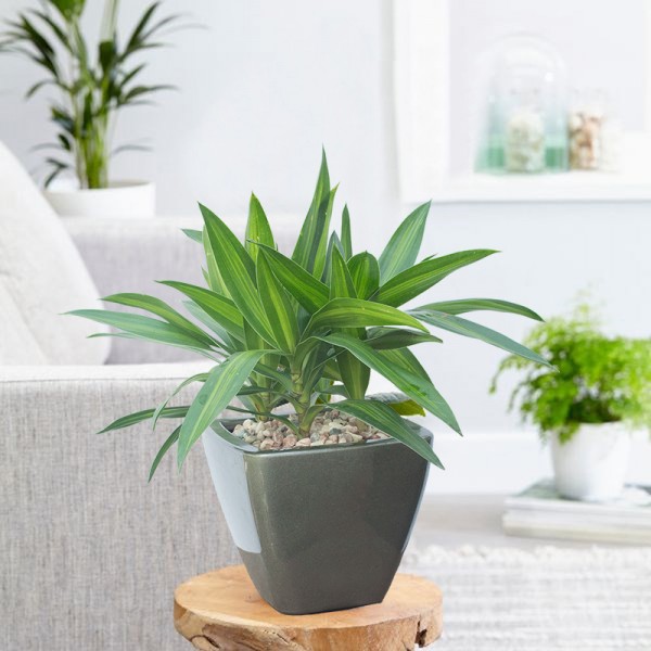 Cây Cảnh Trong Nhà Dĩ An Bình Dương 7