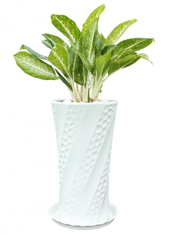 Cây Cảnh Trong Nhà Dĩ An Bình Dương 8 2