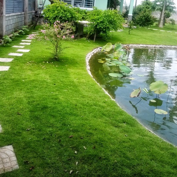 Cỏ Nhung Nhật Dĩ An Bình Dương 2