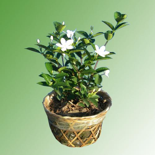 Cây Mai tiểu thư,mai vạn phúc,mai chỉ thiên
