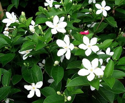 Cây Mai tiểu thư,mai vạn phúc,mai chỉ thiên