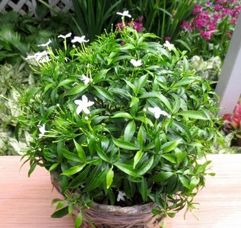 Cây Mai tiểu thư,mai vạn phúc,mai chỉ thiên
