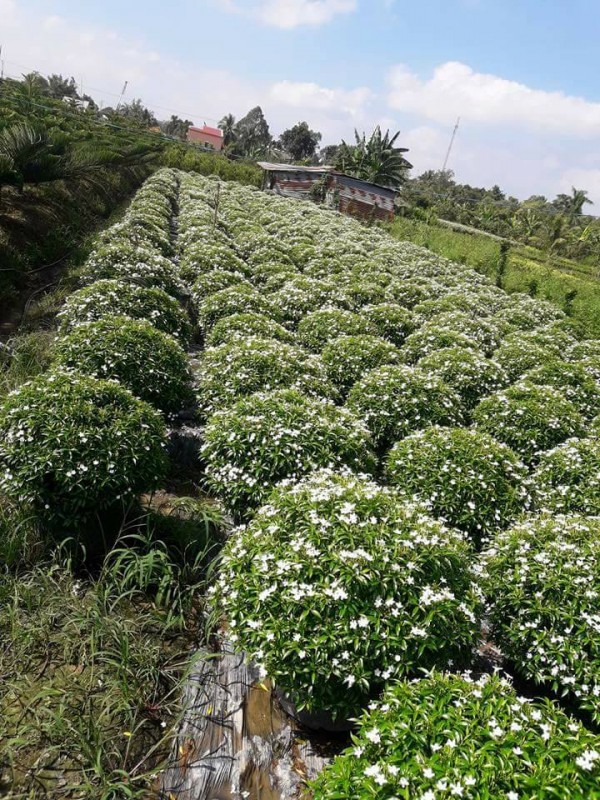 Mai Vạn Phúc Dĩ An Bình Dương 1