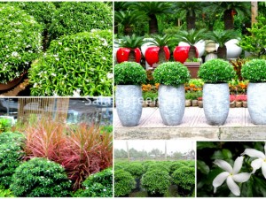 Mai Vạn Phúc Dĩ An Bình Dương 4