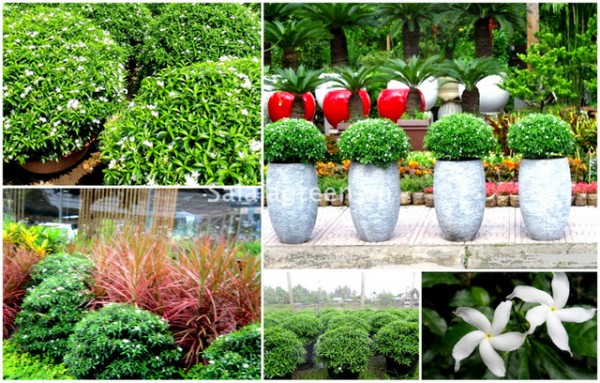 Mai Vạn Phúc Dĩ An Bình Dương 4