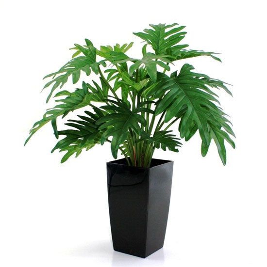 Kết quả hình ảnh cho trầu bà lá xẻ