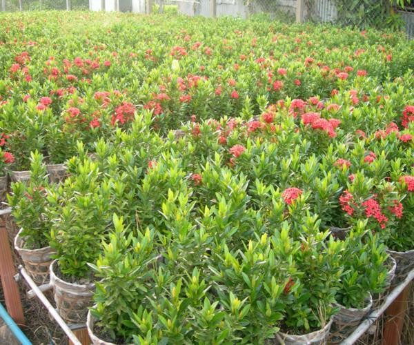 Trang Thái đỏ Dĩ An Bình Dương4