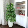 Trầu Bà Leo Cột Dĩ An Bình Dương.jpg1.jpg1