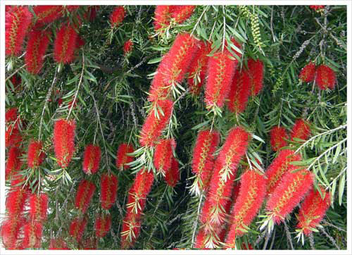 Cây liễu hoa đỏ
