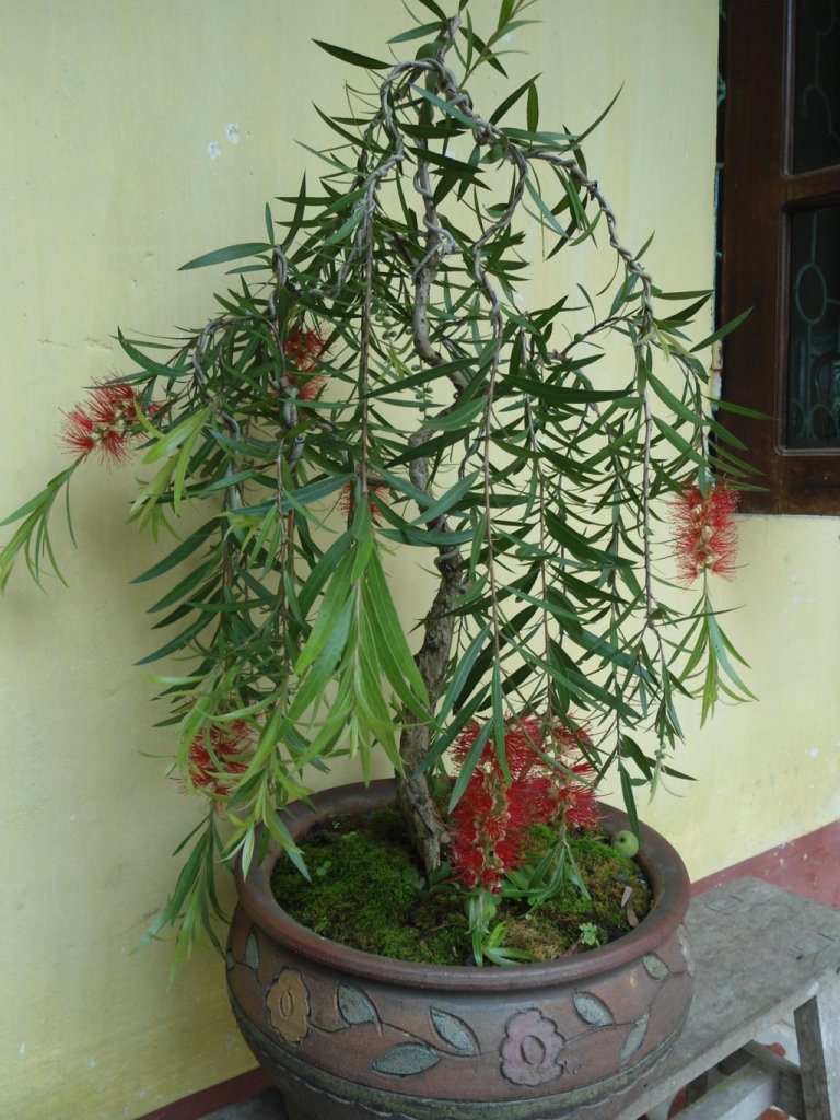 Chậu liễu bonsai