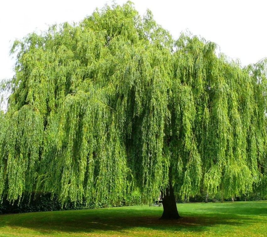 Cây liễu đẹp