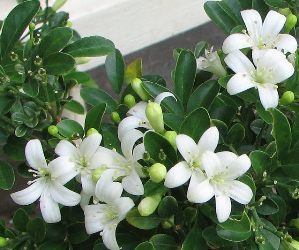 Nguyệt Quế Dĩ An Bình Dương6