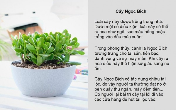 Cây Ngọc Bích Dĩ An Bình Dương44