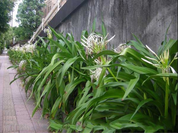 đại Tương Quân Dĩ A Bình Dương2