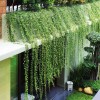 Cúc Tần ấn độ Tại Dĩ An Bình Dương 1