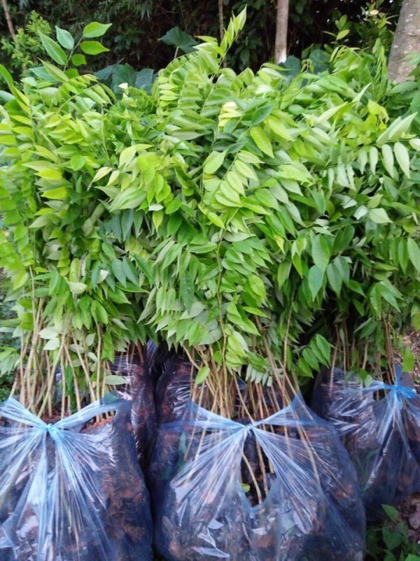 CÂy SƯa ĐỎ GiỐng1