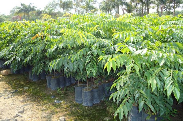 CÂy SƯa ĐỎ GiỐng3