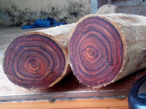 CÂy SƯa ĐỎ GiỐng6