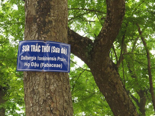 CÂy SƯa ĐỎ GiỐng7