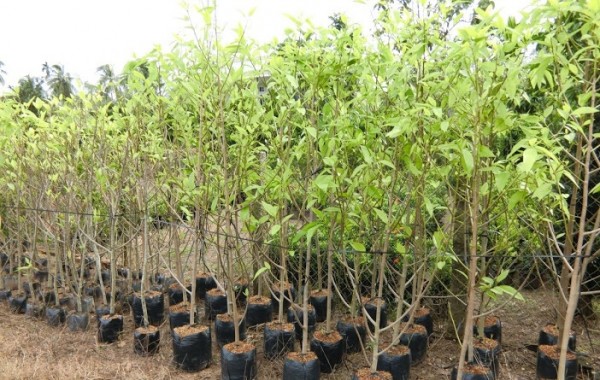Ngọc Lan Giống Bình Dương
