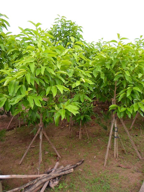 Ngọc Lan Giống Bình Dương2