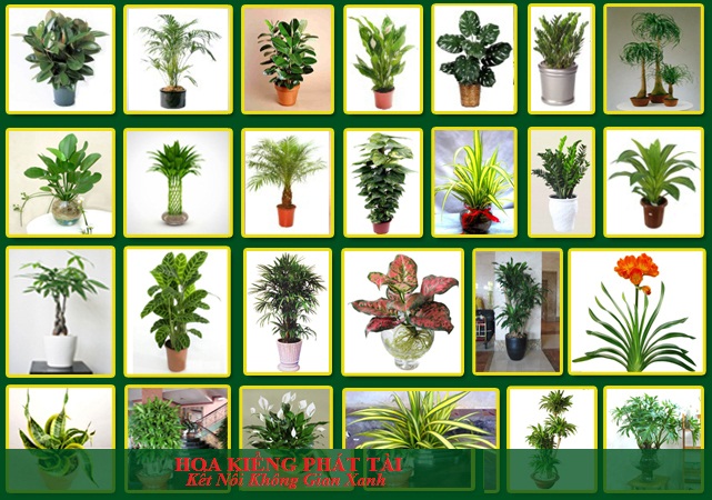 Giới thiệu Giới thiệu