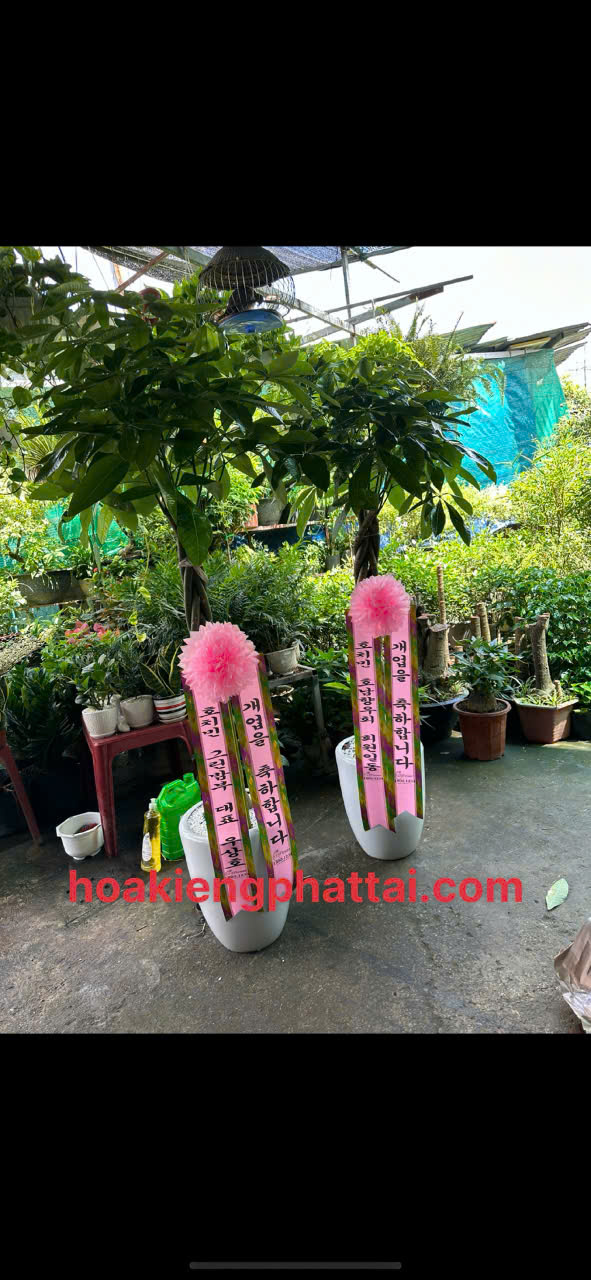 cây chúc mừng