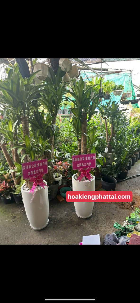 Cây thiết mộc lan bộ